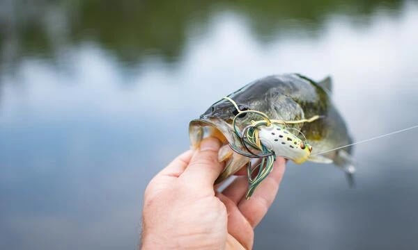 Reel in the Fun at Smith Lake Bass Tournaments