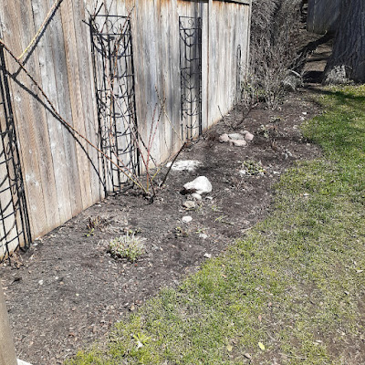 Leslieville Back Garden Spring Cleanup Before by Paul Jung-a Local Toronto Organic Gardener