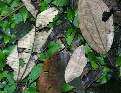 Animals Using Camouflage Chameleon camouflage - Agnibrata Alba