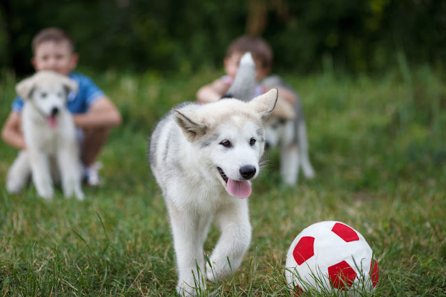 Puppies raised in a home are better prepared for life as a pet. Malamute puppies pictured