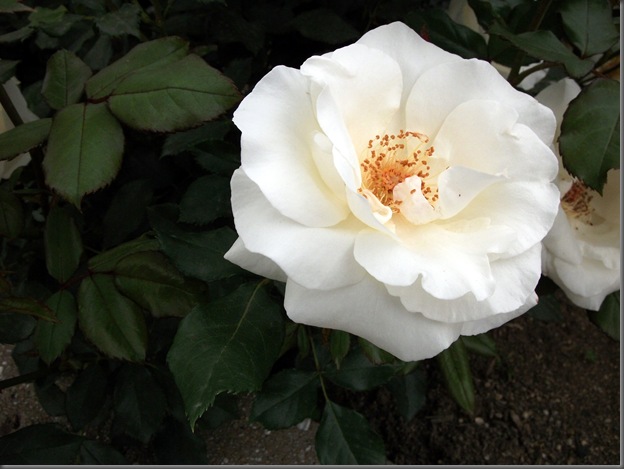DSCF4669