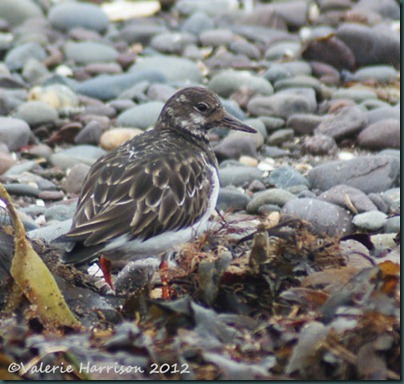 3 Turnstone