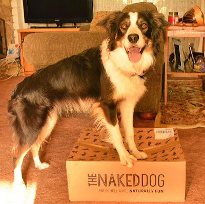 Dog food subscription box