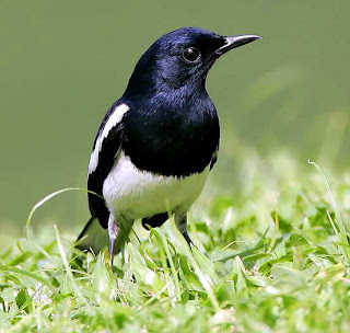 Cara Menjinakkan Burung Kacer