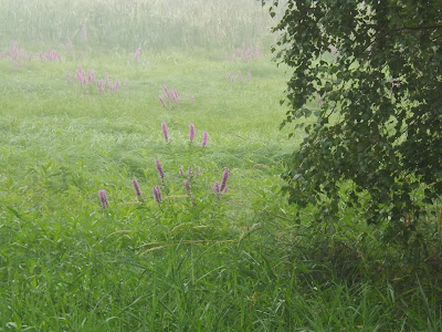 Mgła mglisty poranek las łąka łąki spacer z synem Panorama LeSage Darłowo Las pajęczyny rosa romantycznie kwiaty