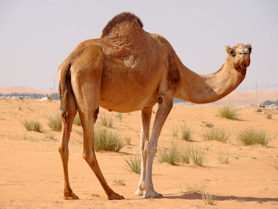 Image Camel