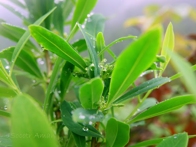 Daphne pseudomezereum