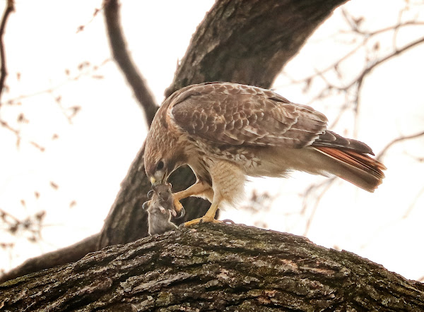 Christo the resident male red-tailed hawk.