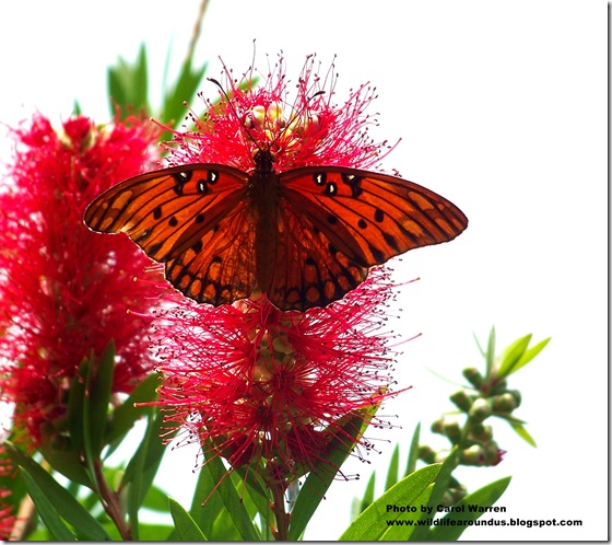 Butterfly and Dragonfly 051cs