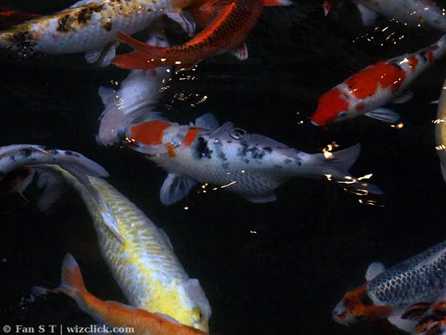 Japanese koi or brocaded carp fish