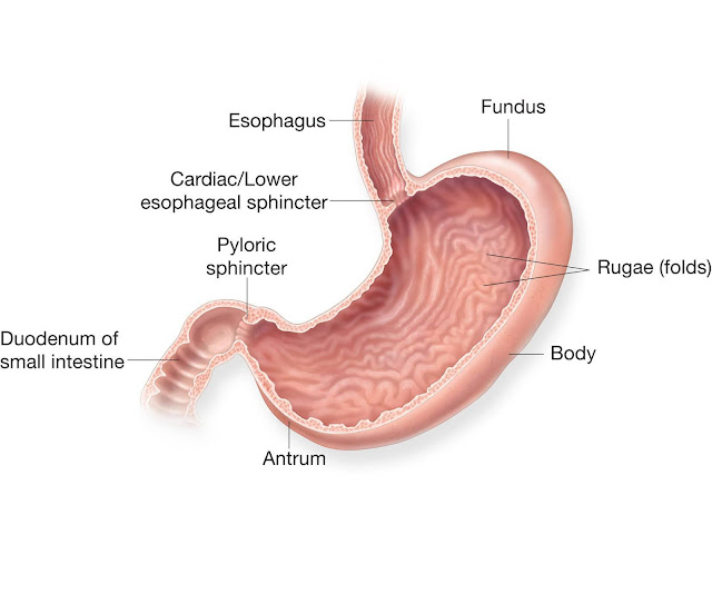 pengertian lambung, bagian lambung, fungsi lambung, dinding lambung, anzim, contoh organ dalam tubuh, otot lambung, volume lambung, pelajaran ipa, ilmu pengetahuan alam