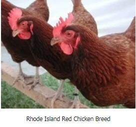Rhode island red