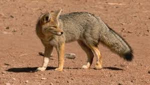 South American grey Fox