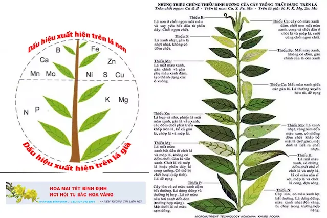 Cách nhận biết cây mai thiếu vi lượng và cách sử dụng phân bón lá vi lượng cho cây mai