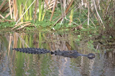 Gators in Florida