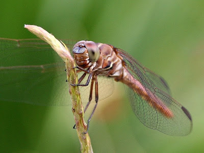 Roseate skimmer