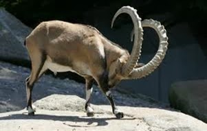 Amazing Pictures of Animals, Photo, Nature, Incredibel, Funny, Zoo, Alpine ibex, Capra ibex, Mammalia, Alex (2)