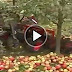 Apple-Picking Machine