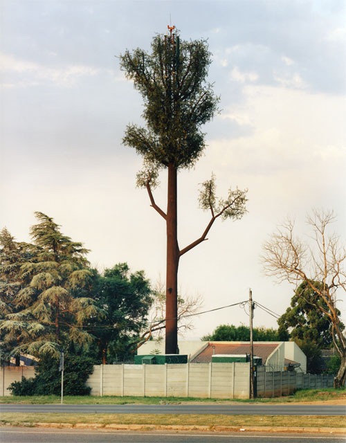 cell-phone-trees (6)