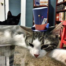 Kitty wears tiny hats (15 pics), tiny hats on cats, cute cats, kitten pics, cute kittens