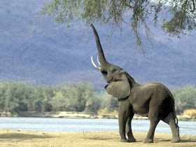 African Elephant Reaching for branches