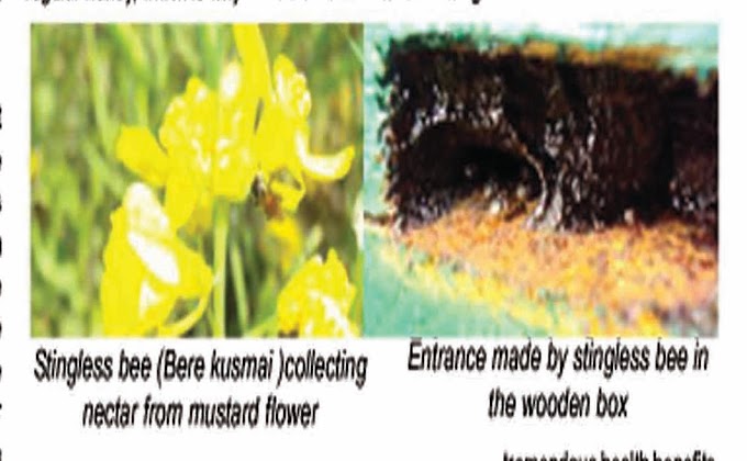 Nature’s Wonderful Creature Stingless bees