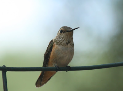 Hummingbird Picture