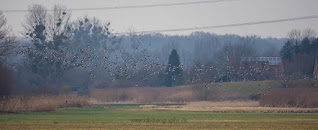 Panorama Naturfotografie Wildlifefotografie Lippeaue