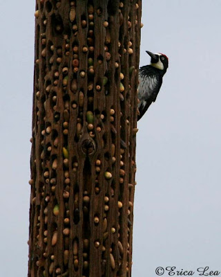 woodpecker, acorns, phone pole