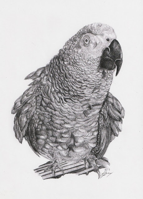 African Grey Bird