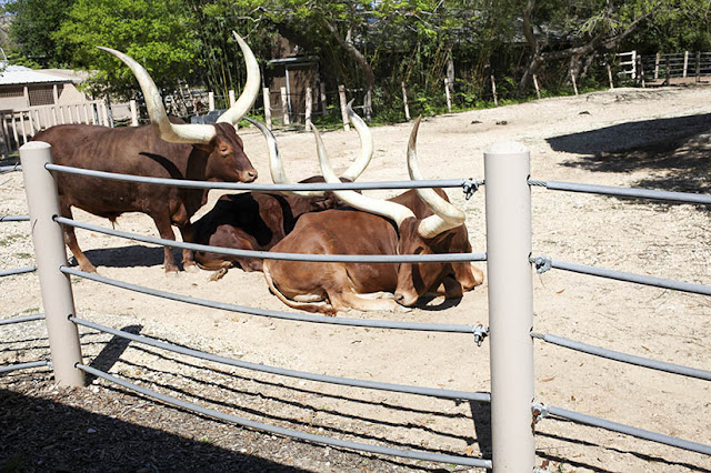 Texas Long Horns at the Houston Zoo