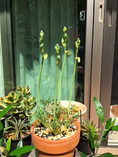 自宅のアルブカに花が咲き始めています。
