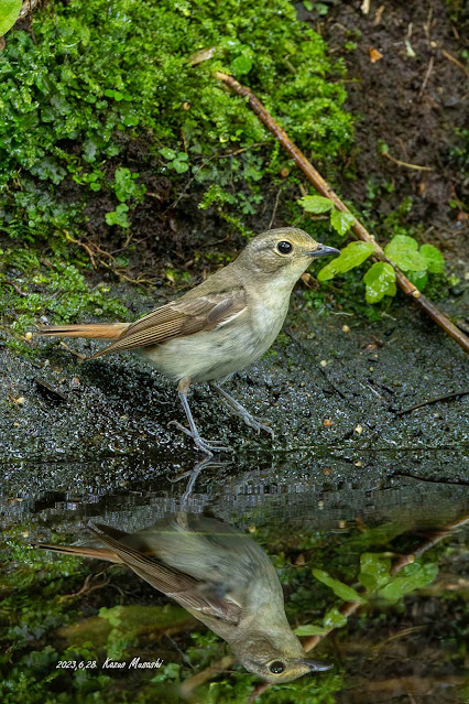 北海道で出会った野鳥　水浴びにやって来た写真キビタキのメス　その１