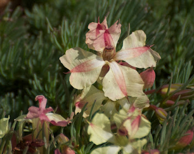 Wreath Leschenaultia (Leschenaultia macrantha)