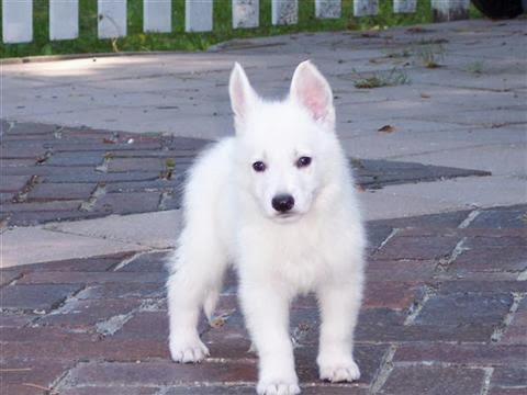 Cute White German Shepherd Puppies