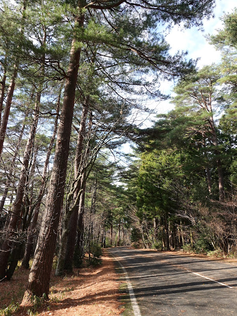 鳥取県西伯郡伯耆町丸山の赤松の森