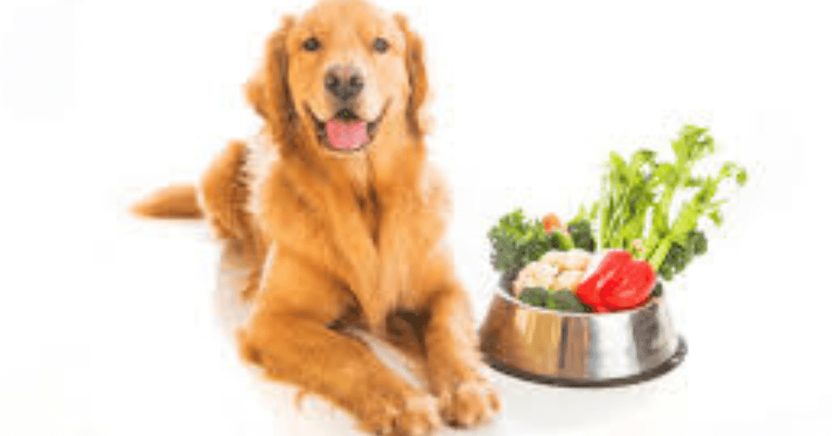 Alimentação-Natural-para-Pets