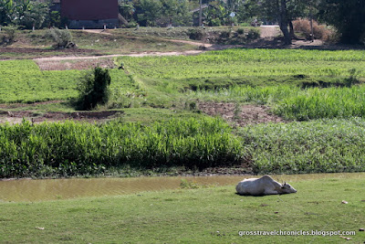 cow lying in the grass