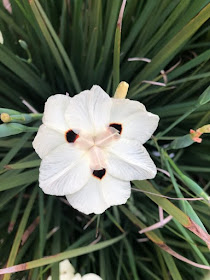 African Íris (dietes Bicolor) - Olho de Tigre 