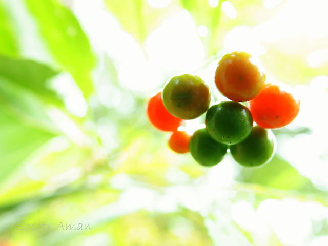 Solanum maximowiczii