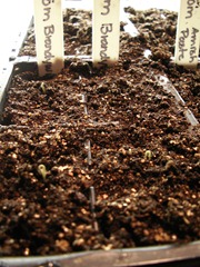 Germination Station - we have green (27)