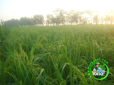 FOTO 2 :    Tanaman Padi TRISAKTI 56 HST MT2 Matang Susu   di Sawah Tegalsungsang BB