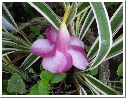 01-06-alamanda