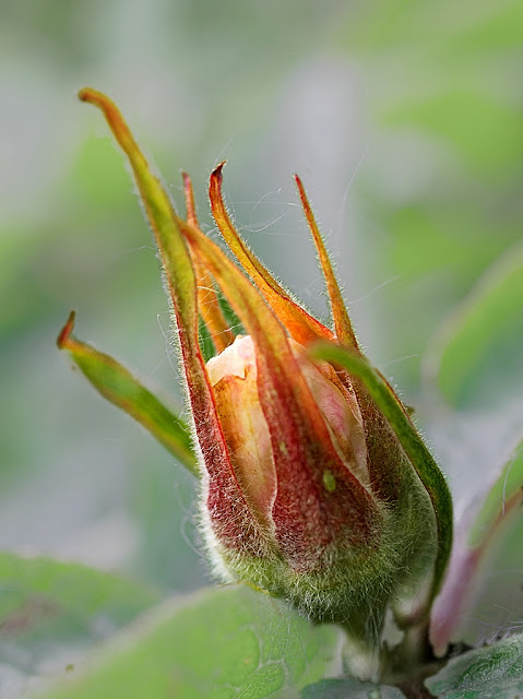 Close up of a bud of medlar just beginning to open