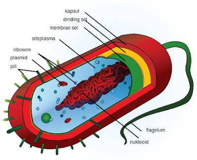 struktur sel prokariotik