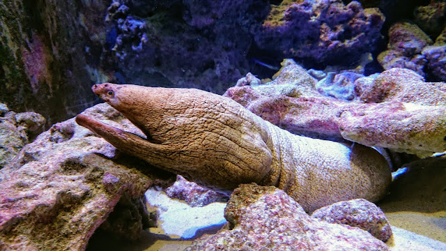 沖縄 美ら海水族館