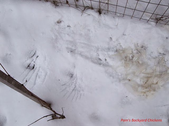 Learn how to keep owls away from chickens and how to appreciate the benefits owls have on the farm.