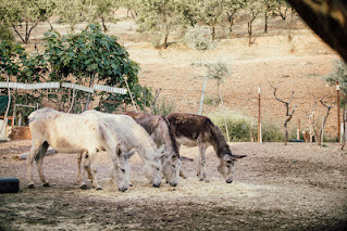 صورة 4 حمير يأكلون ، صور حمير ، حيوانات 4K