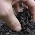 Video - Orang Ini Membuat Teh Kompos Dari Tai Cacing