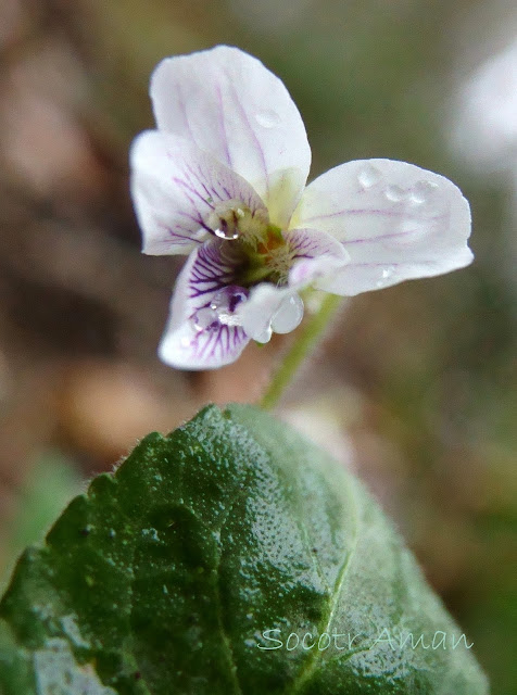 Viola yezoensis